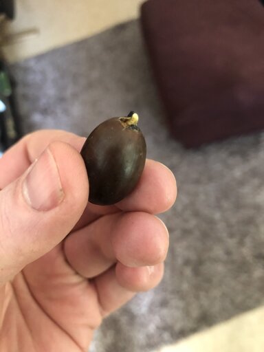 An acorn