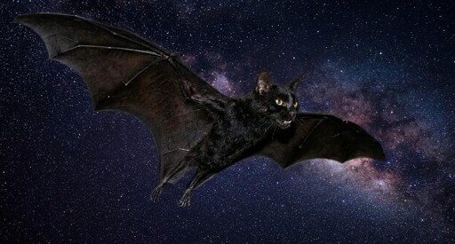 a large black flying fox with the head of a cat flying through space